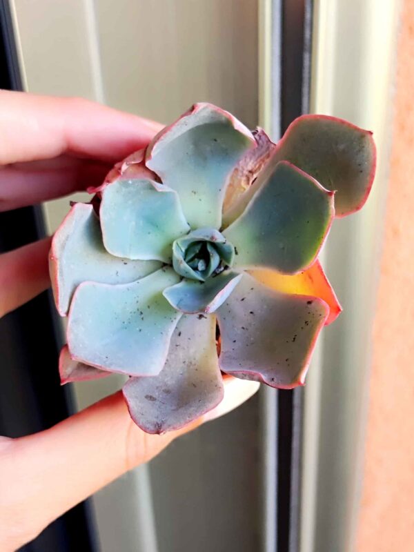 Echeveria Afterglow 5,5