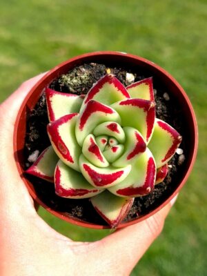 Echeveria Agavoides Ebony 8,5