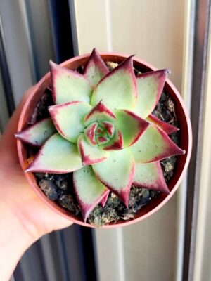 Echeveria Agavoides Red Edge 8,5