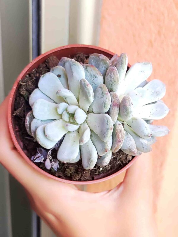 Echeveria Biante 8,5