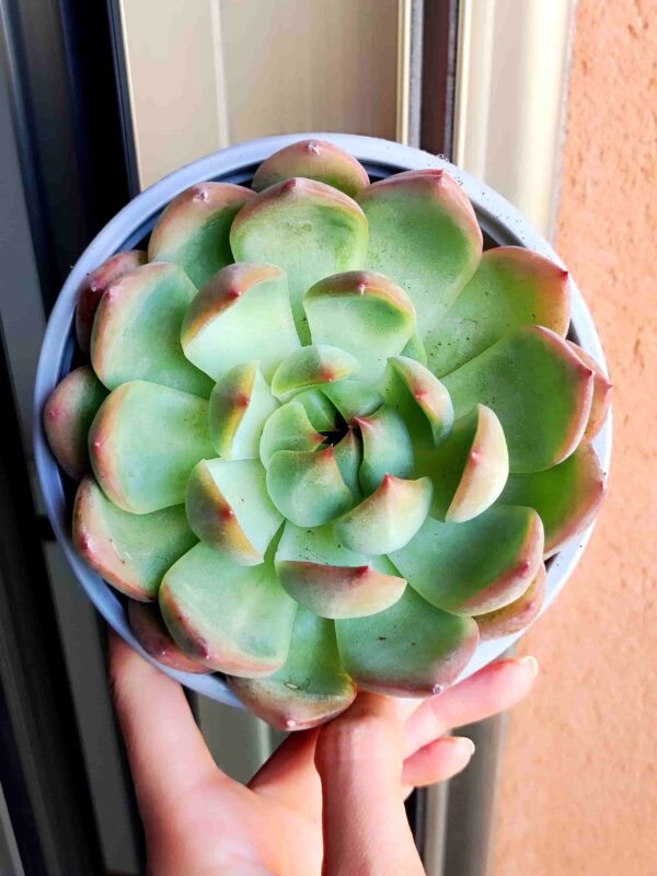 Echeveria Black Queen 13