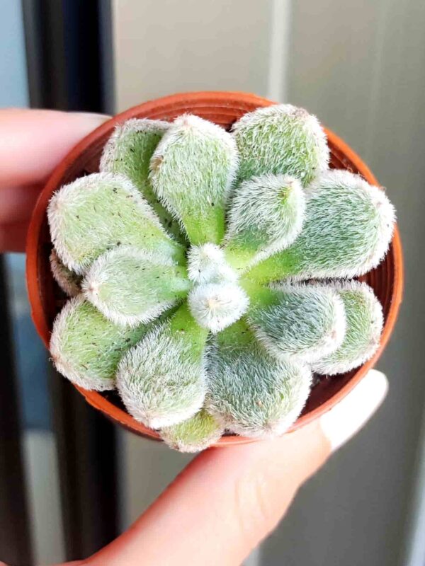 Echeveria Doris Taylor 5,5