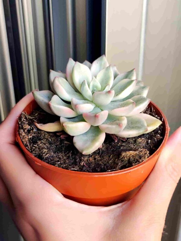 Echeveria Green Emerald 8,5 - Imagen 2