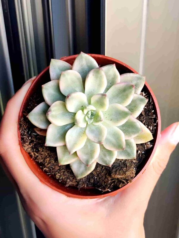 Echeveria Green Emerald 8,5