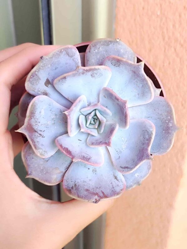 Echeveria Lilacina 8,5