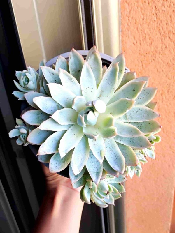 Echeveria Subsessilis 13