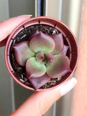 Echeveria Taurus 5,5