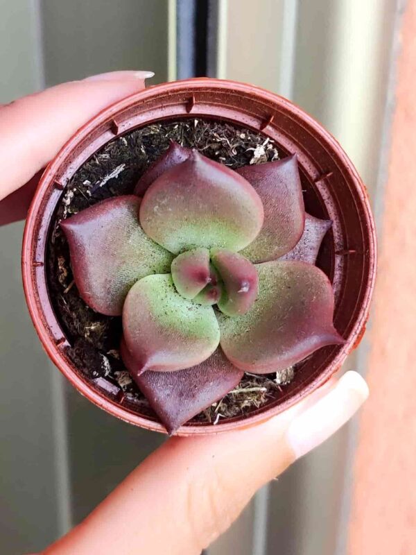 Echeveria Taurus 5,5