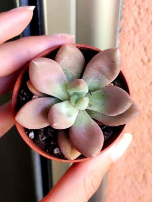Graptoveria Pink Donna 5,5