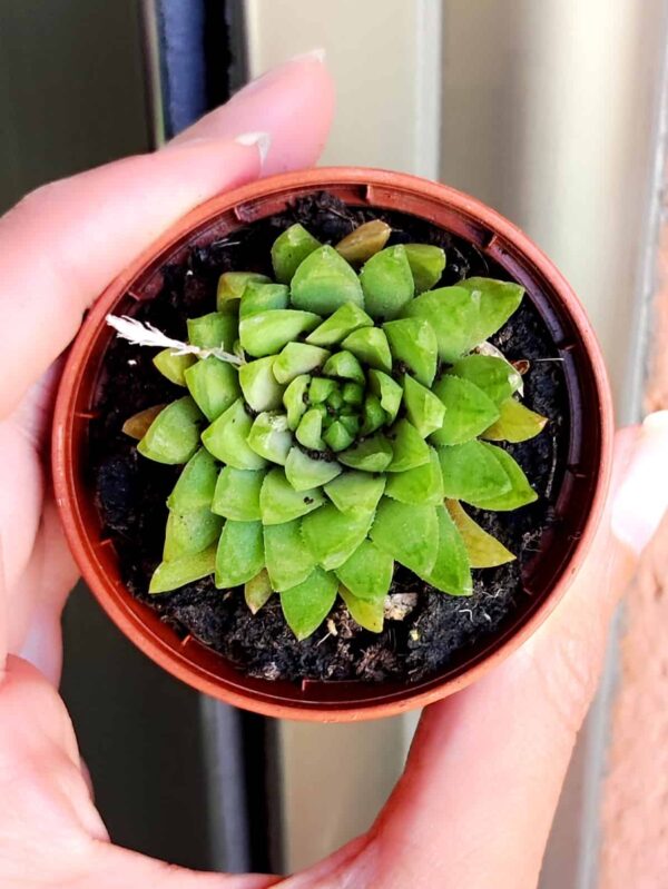 Haworthia Kikuhigasa 5,5