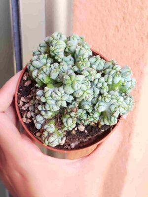 Myrtillocactus Geometrizans Cristata 8,5