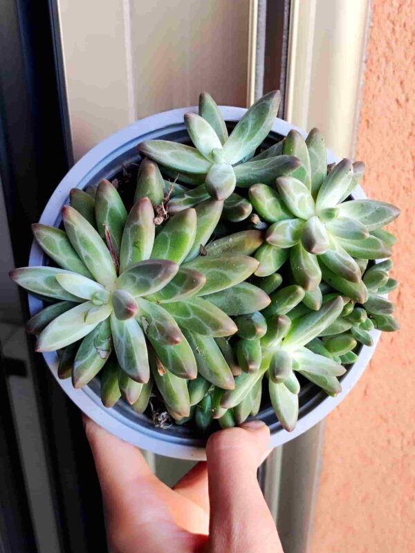Pachyphytum Compactum 13