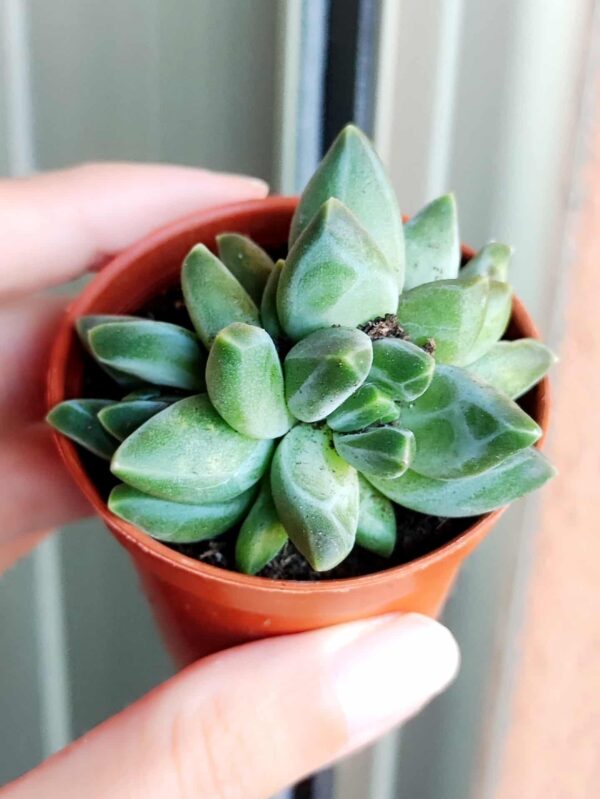 Pachyphytum Compactum 5,5