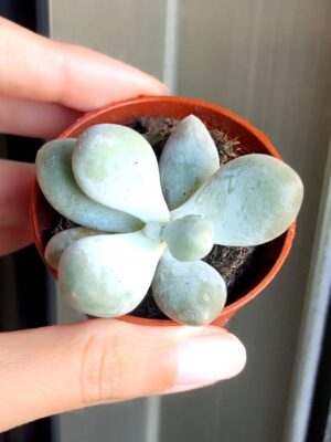 Pachyphytum Oviferum 5,5