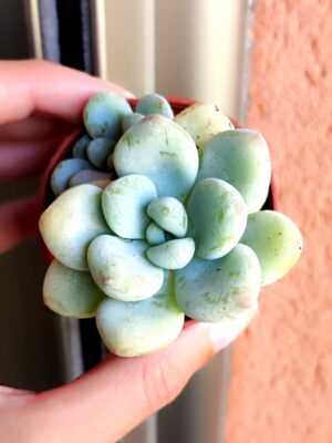 Sedum Clavatum 5,5