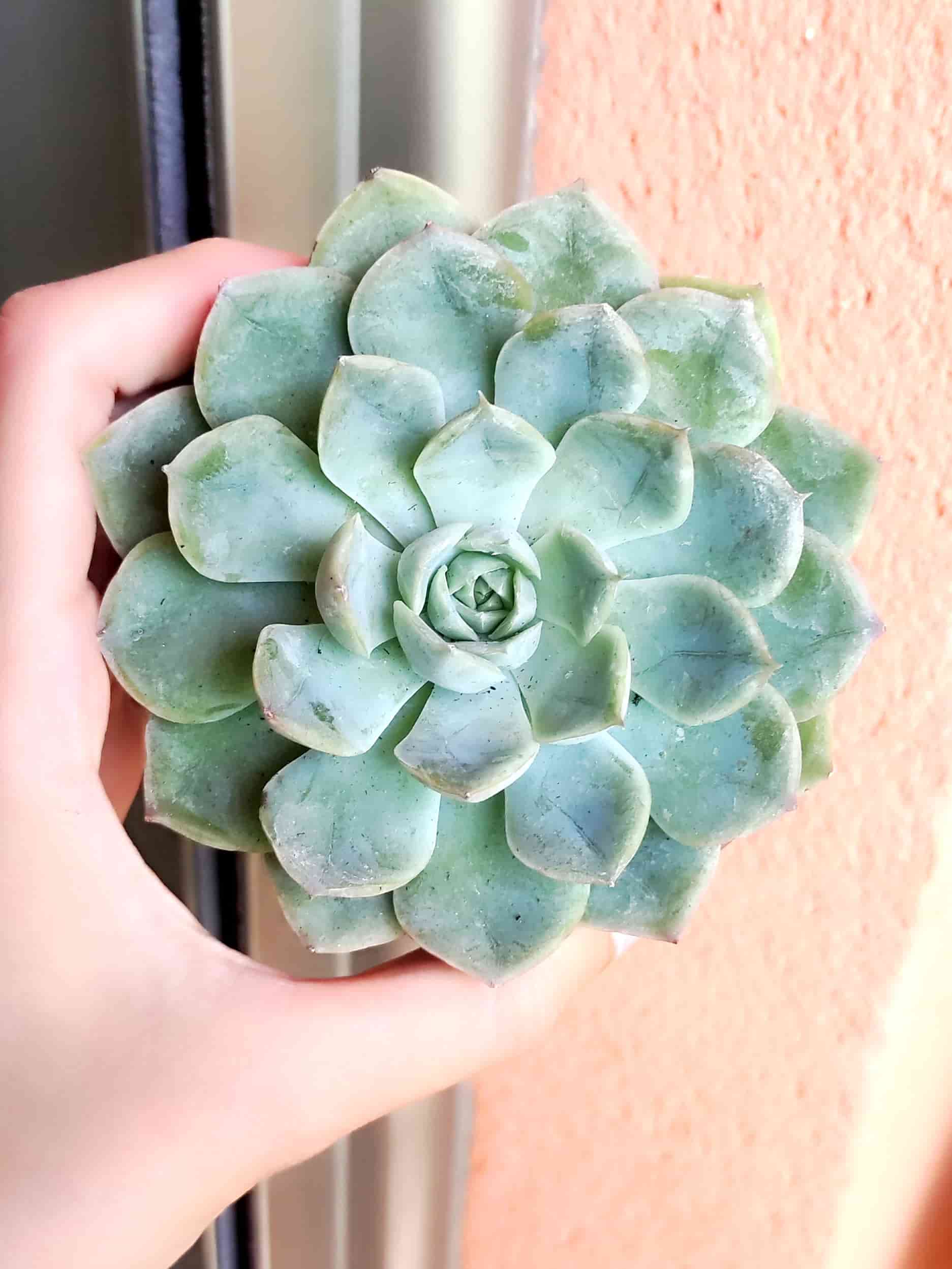 Echeveria Albida 8,5