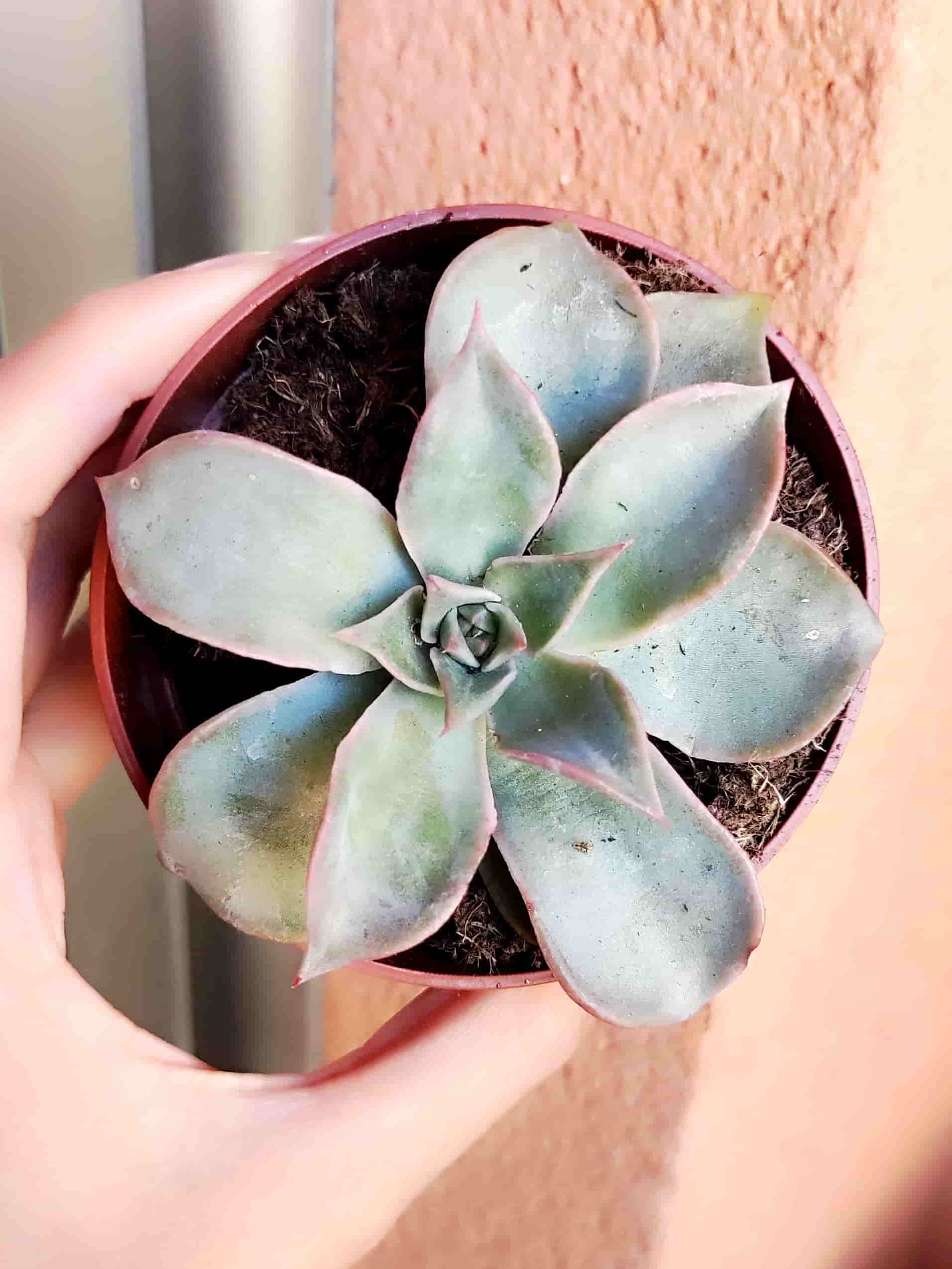 Echeveria Madiba 8,5