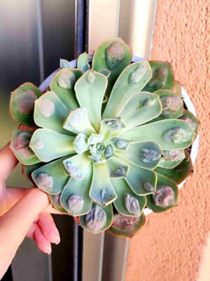 Echeveria Parva x Raindrops 13