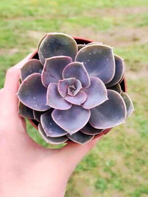 Echeveria Perle Von Nurnberg 8,5