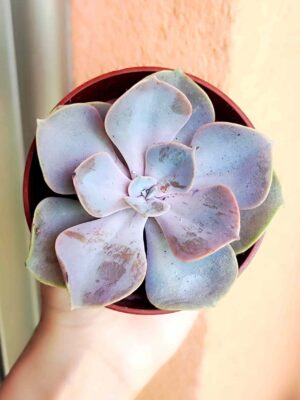 Echeveria Perlevon Nürnberg 8,5