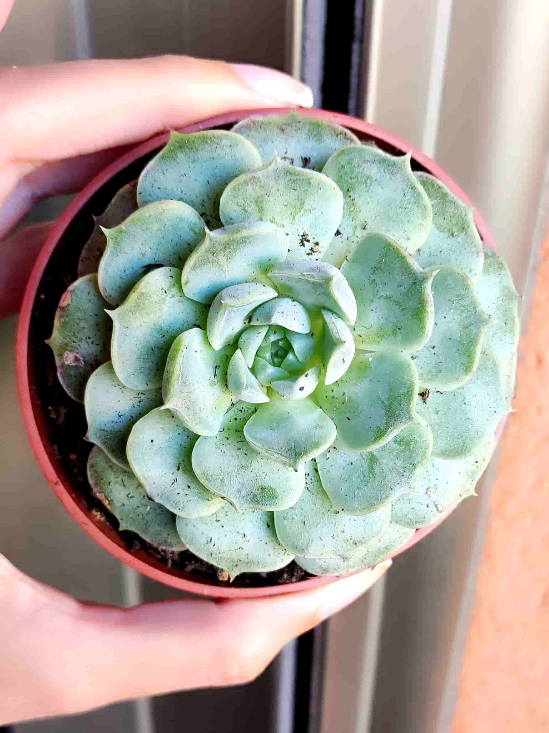 Echeveria Simulans x Hyalina 8,5
