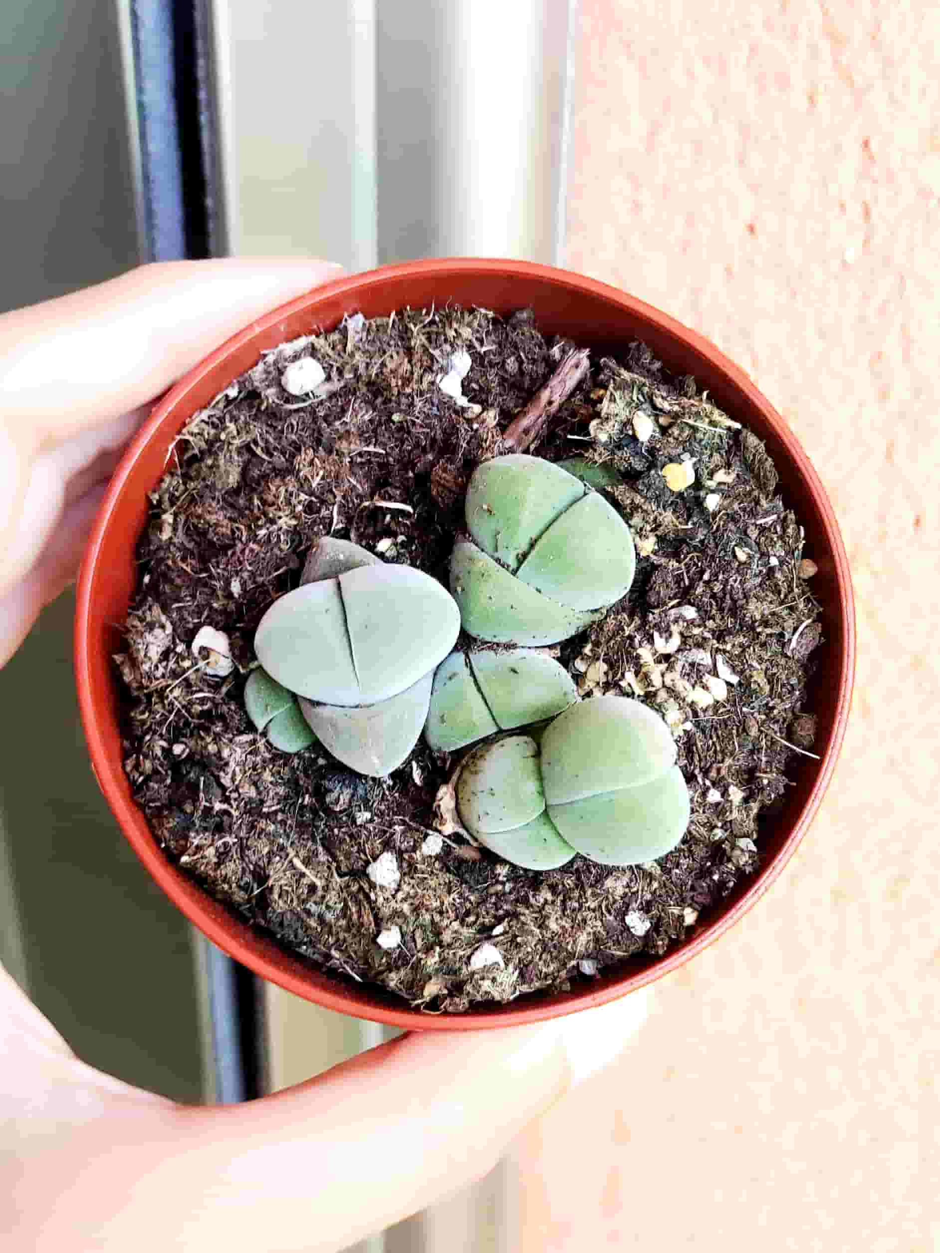 Gibbaeum Dispar 8,5