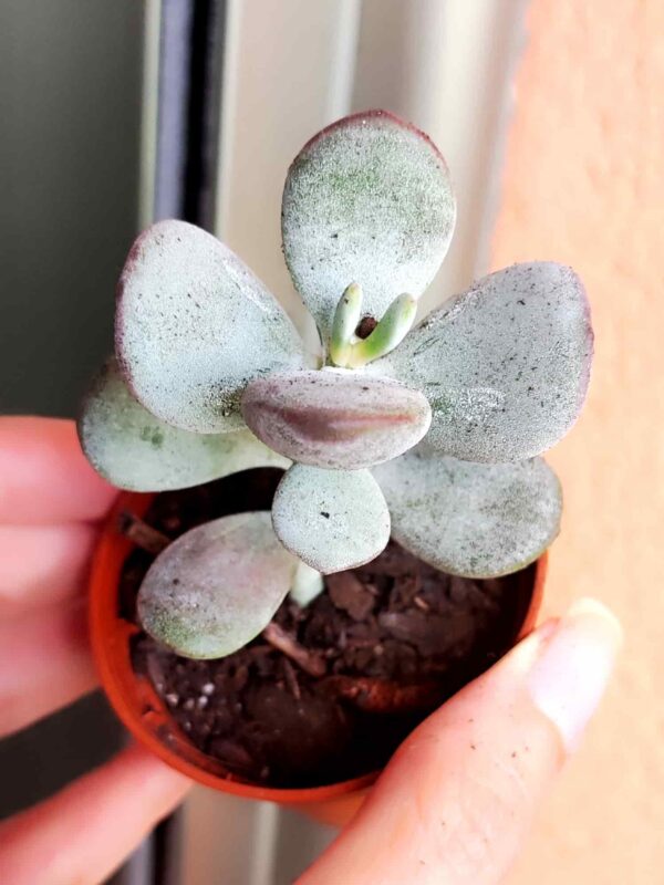 Cotyledon Orbiculata Oophylla