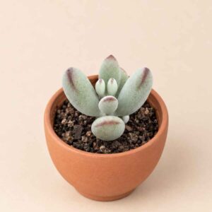 Cotyledon Orbiculata Oophylla 5,5 lateral