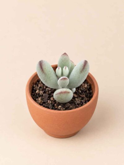 Cotyledon Orbiculata Oophylla 5,5 lateral