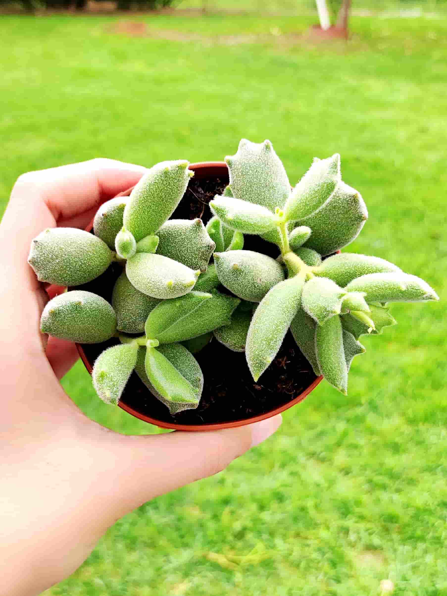 Cotyledon T. Garrita de Gato 8,5