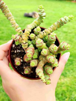 Crassula Jade Necklace 8,5