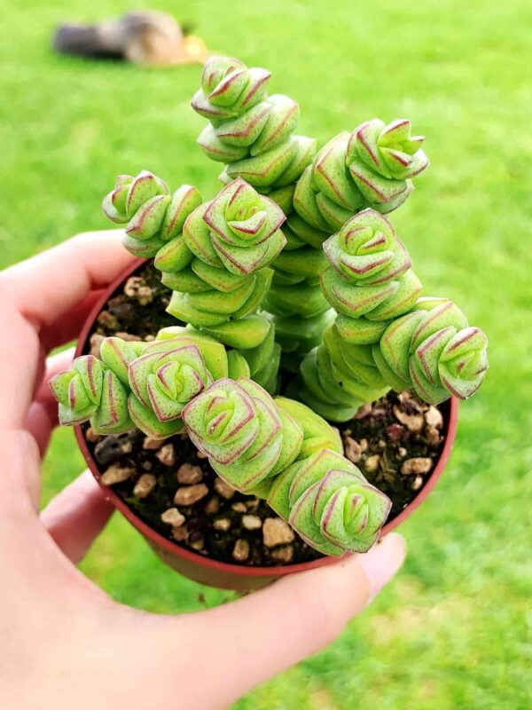 Crassula Marnieriana 8,5