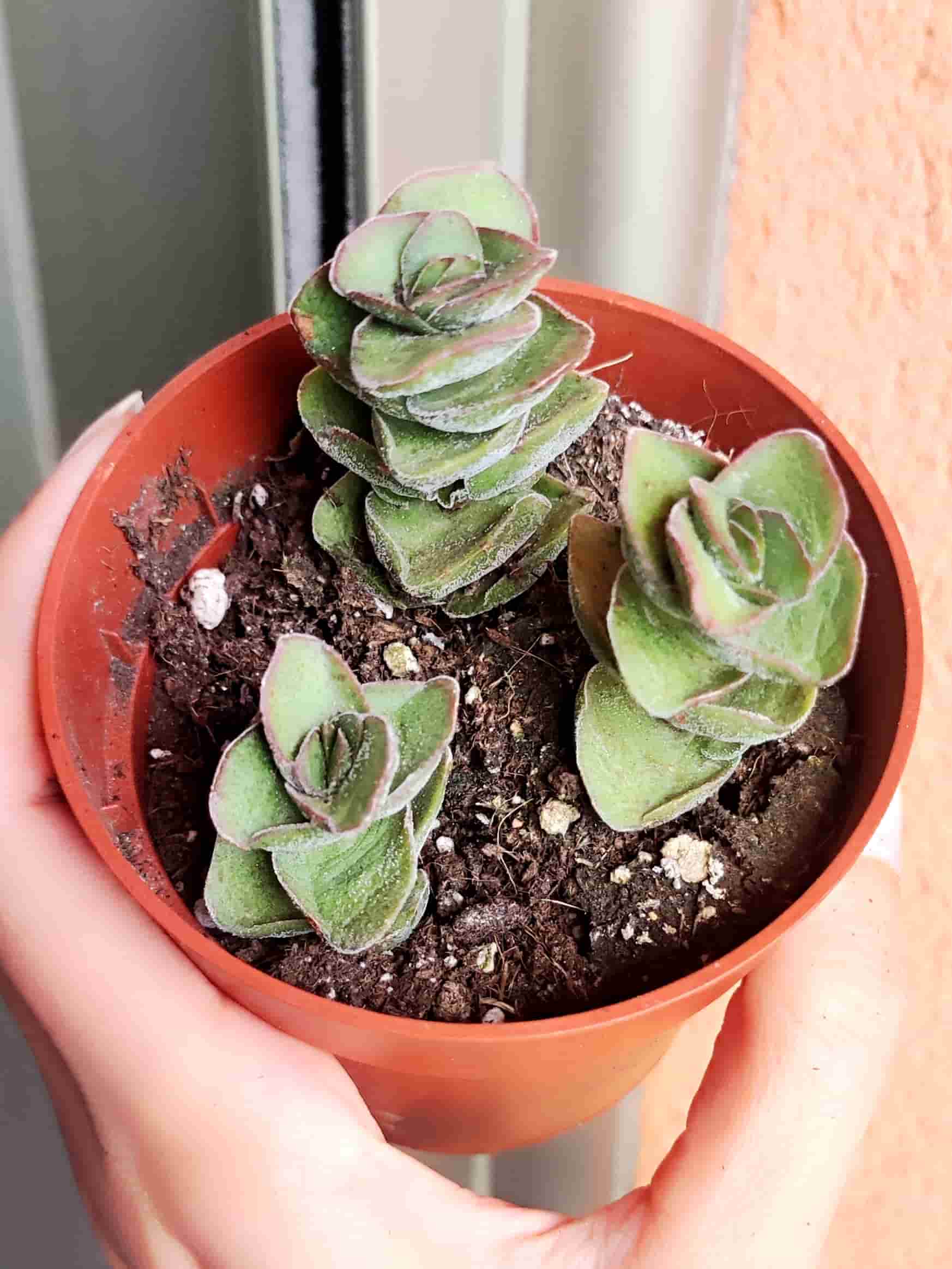 Crassula Pangolin 8,5