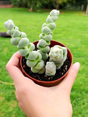 Crassula Plegmatoides 8,5
