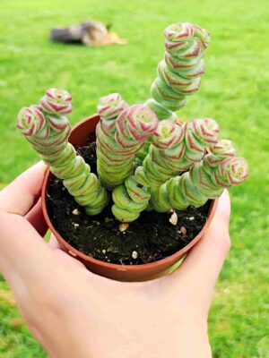 Crassula Rupestris 8,5