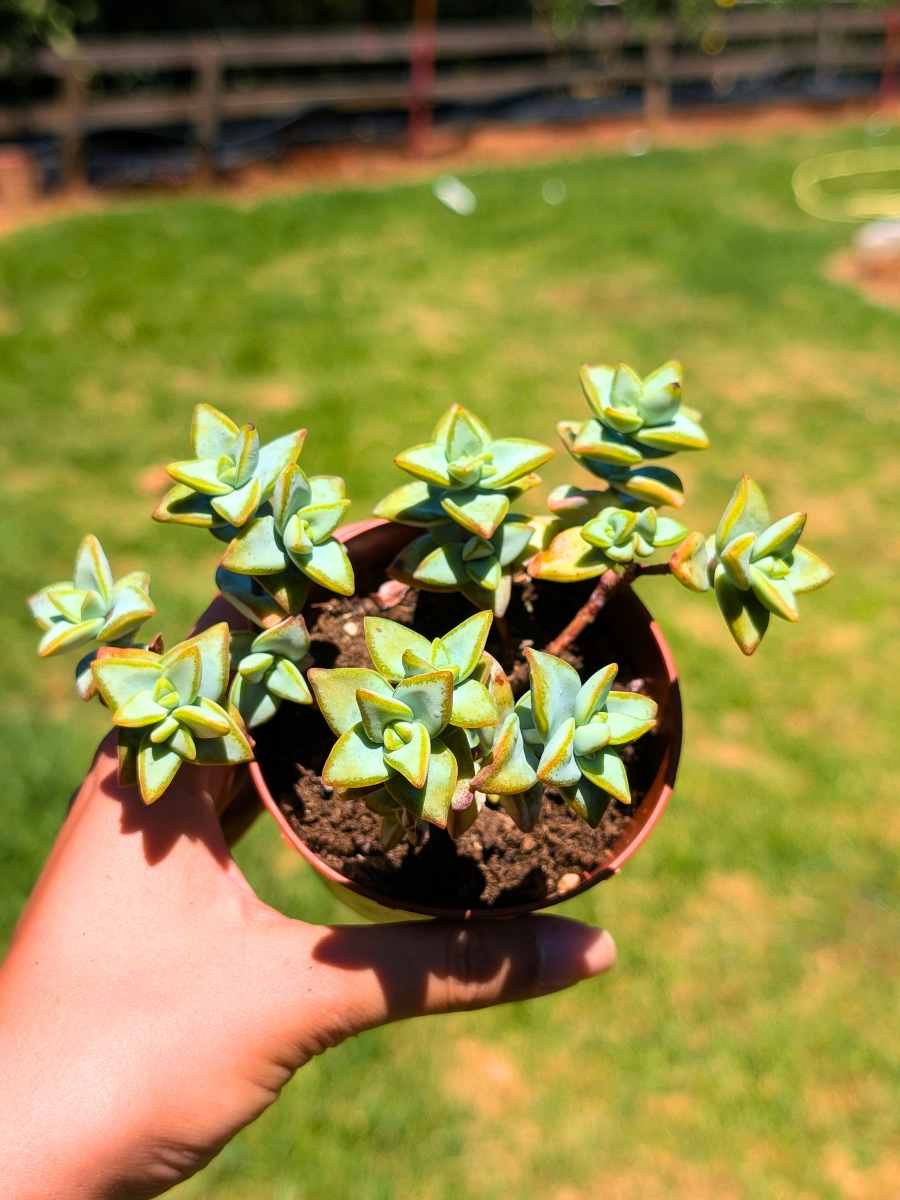 Crassula Rupestris 8,5