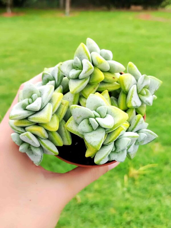 Crassula Rupestris 8,5