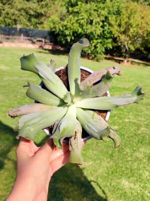 Echeveria Culibra 13