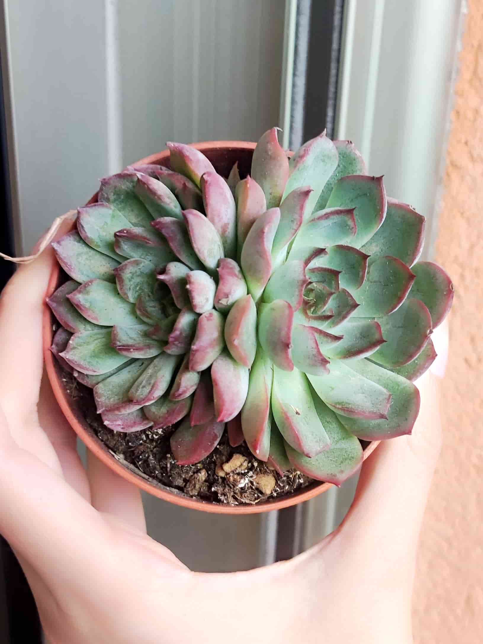 Echeveria Fire Pillar 8,5
