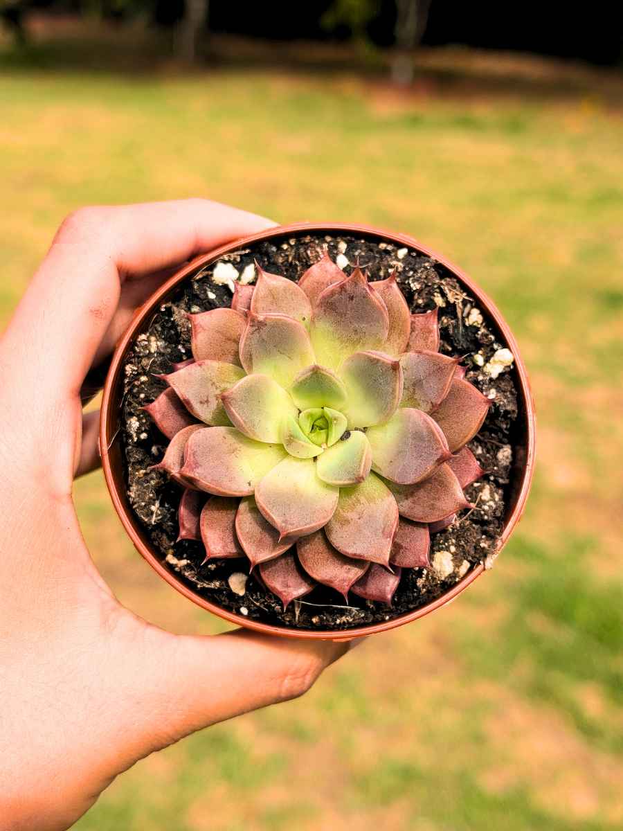 Echeveria Mina