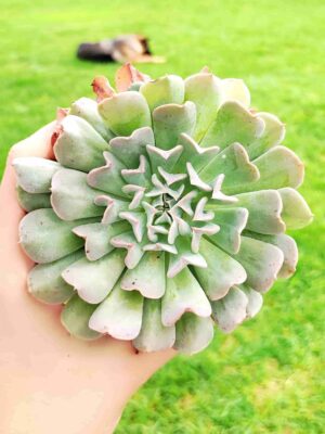 Echeveria Pinwheel Revolution 8,5