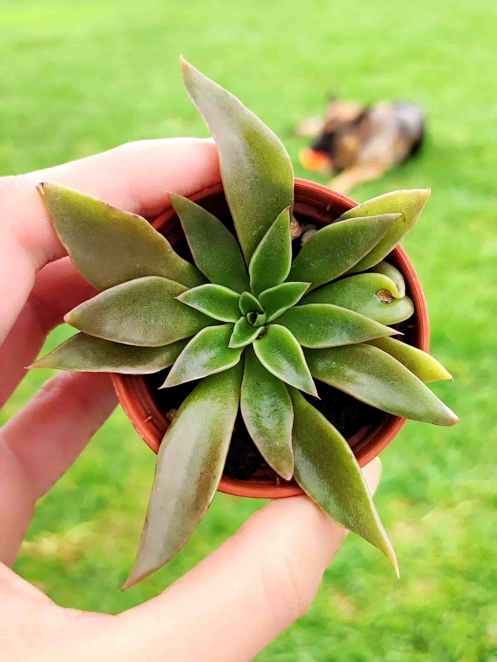 Echeveria Sabre Wolf 5,5