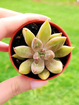 Echeveria Tolimanensis 5,5