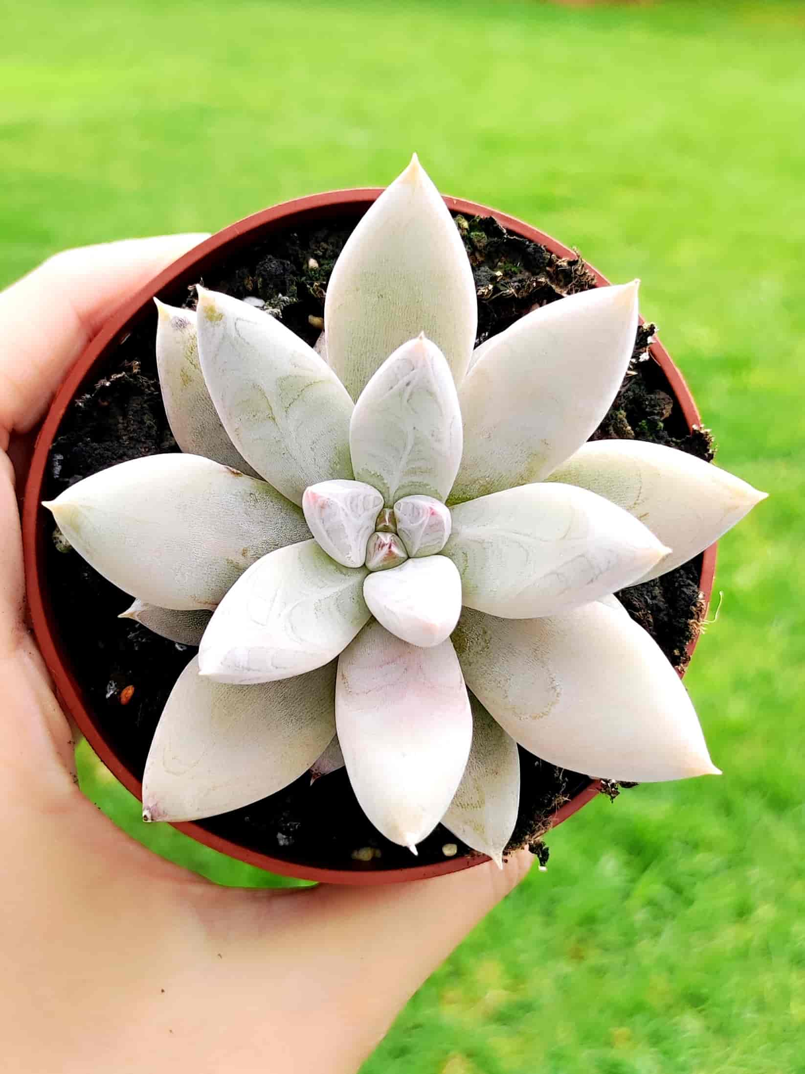 Echeveria Tolimanensis 8,5
