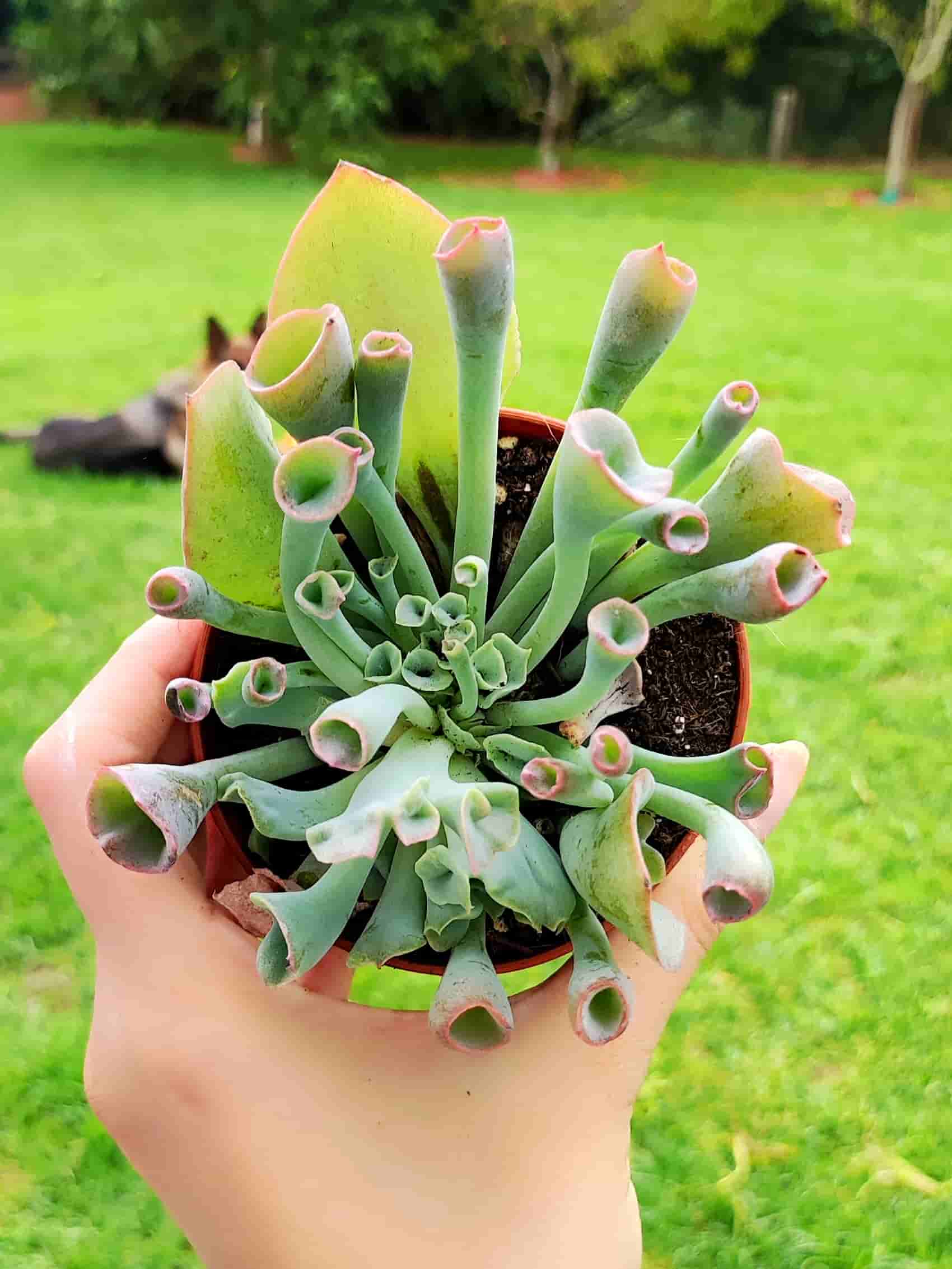 Echeveria Trumpet Pink 8,5