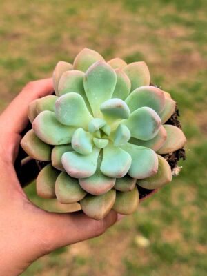 Graptoveria Opalina 8,5