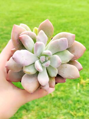 Graptoveria Opalina 8,5