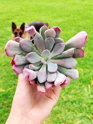 Graptoveria Topsy Debby 8,5