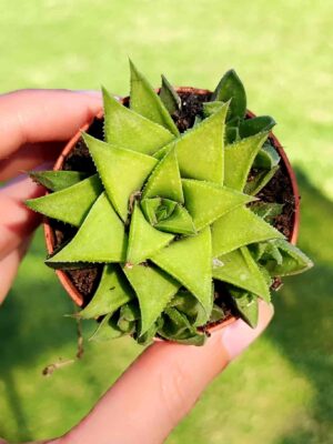 Haworthia Angustifolia Baylissii 5,5