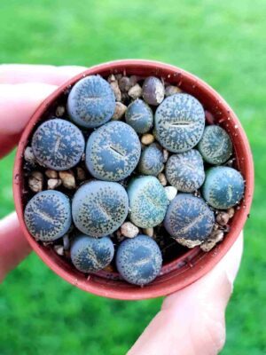 Lithops 5,5